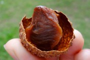 如何選擇荔枝烘干機(jī)改善荔枝干果？